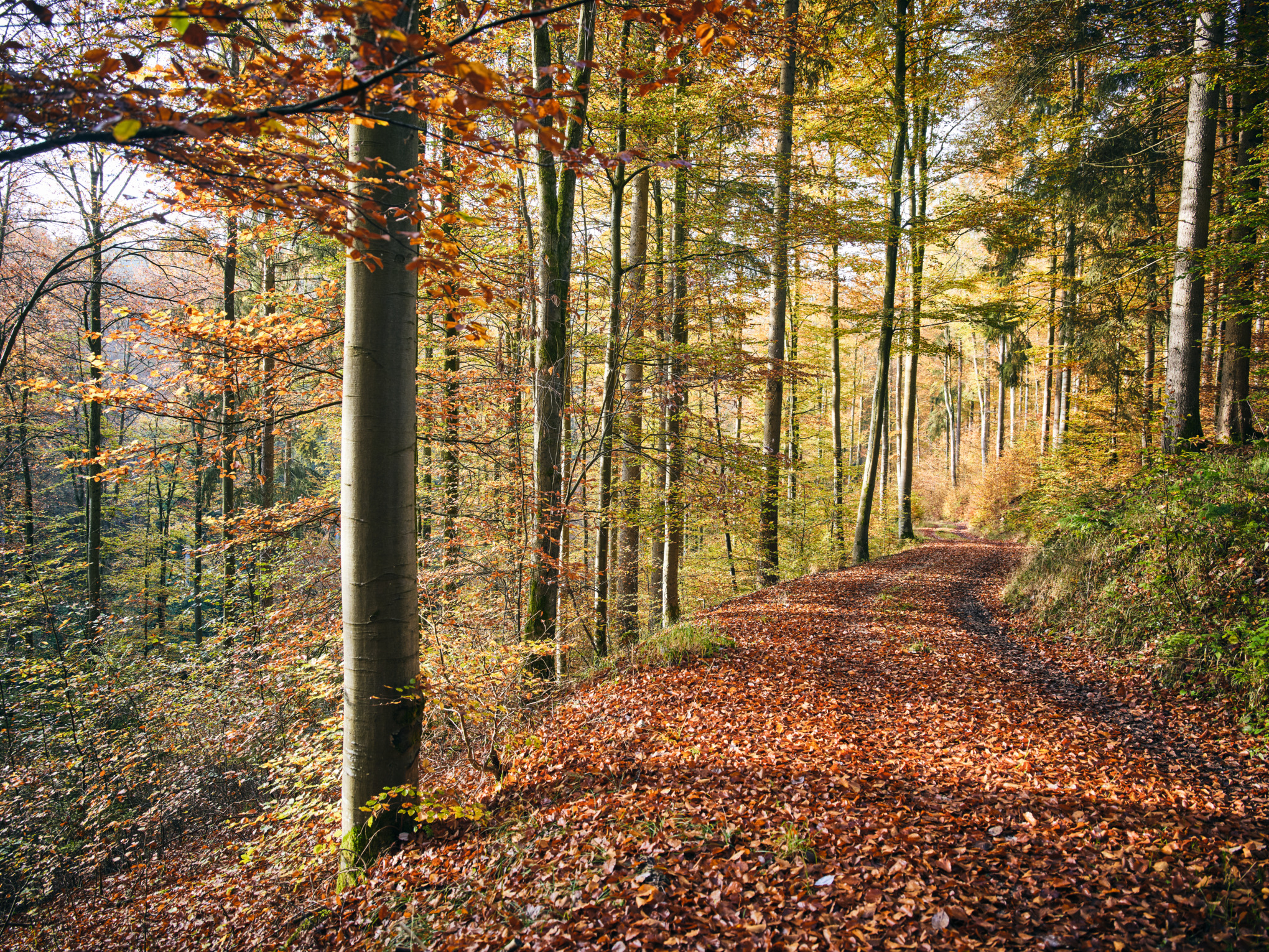 Gazdasági fenntarthatóság