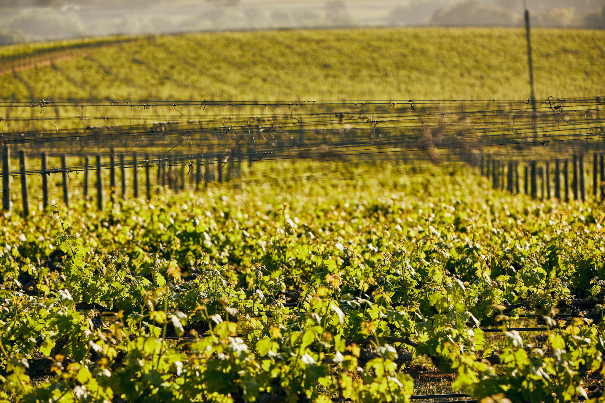 STIHL értékesítési vállalatok Dél-Amerikában