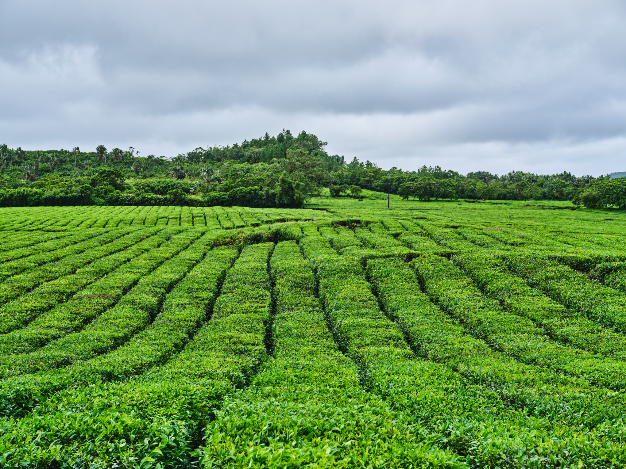 STIHL közel-keleti értékesítési vállalatok