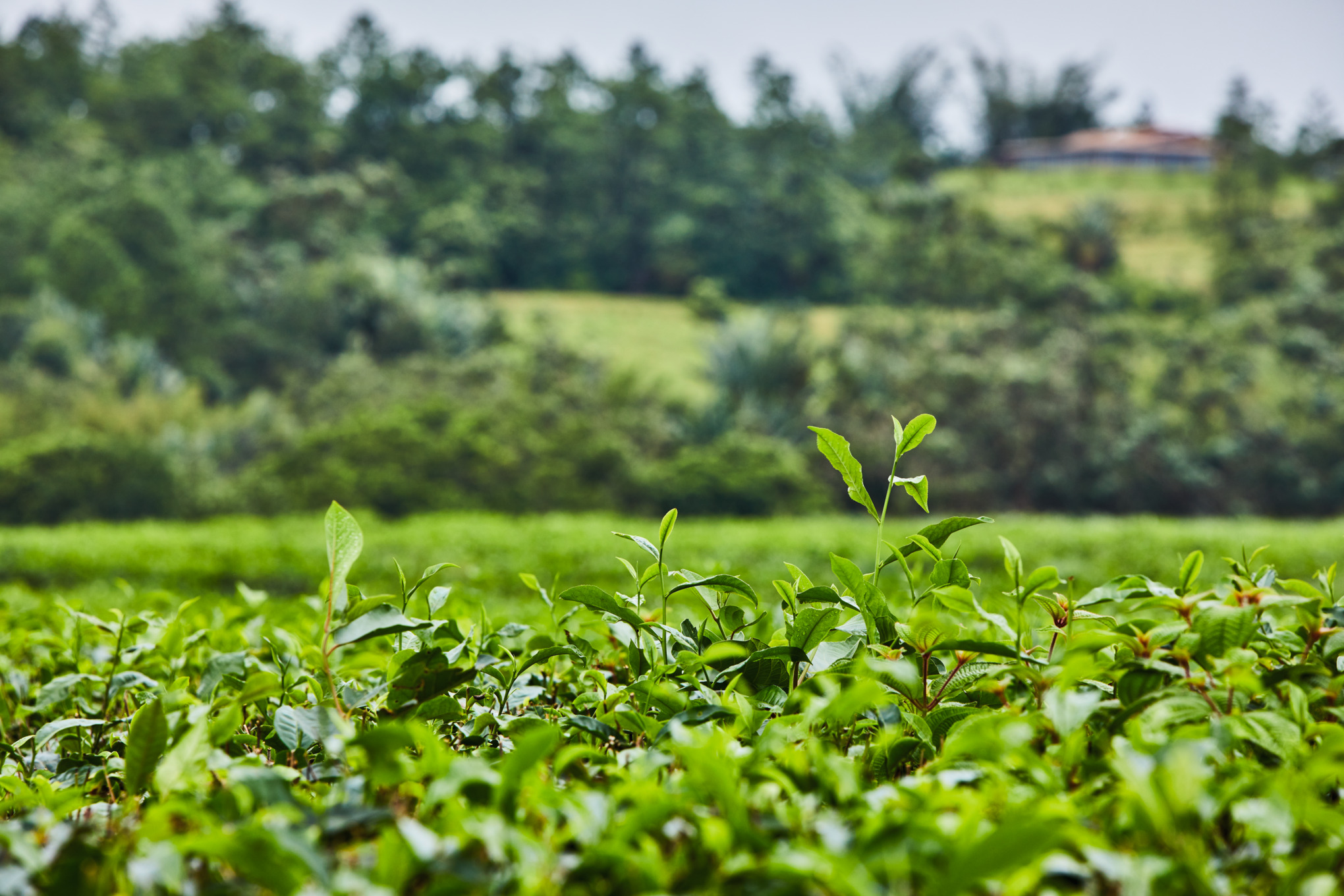 Növekedés a természet képére